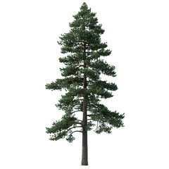 "Evergreen Pine Tree Isolated on White Background &ndash; Natural Winter Forest Element"

