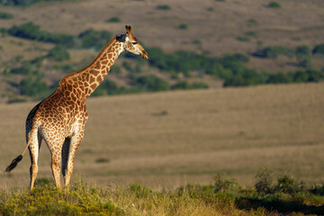 South African giraffe or Cape giraffe (Giraffa giraffa or Giraffa camelopardalis giraffa) in typical habitat. Eastern Cape. South Africa.