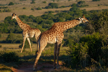 South African giraffe or Cape giraffe (Giraffa giraffa or Giraffa camelopardalis giraffa) in typical habitat. Eastern Cape. South Africa.
