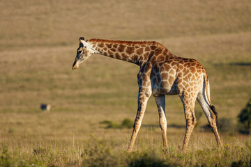 South African giraffe or Cape giraffe (Giraffa giraffa or Giraffa camelopardalis giraffa) in typical habitat. Eastern Cape. South Africa.