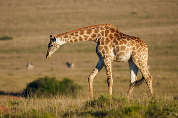 South African giraffe or Cape giraffe (Giraffa giraffa or Giraffa camelopardalis giraffa) in typical habitat. Eastern Cape. South Africa.