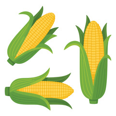 Three fresh yellow corn cobs with green husks isolated on white background