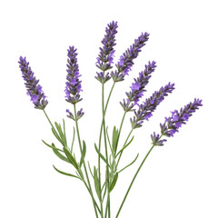 Naklejka premium delicate sprigs of vibrant purple lavender flowers with densely packed florets and slender green leaves, expertly photographed on a sterile transparent isolated background with soft, shadowless