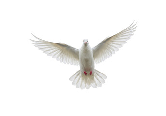 Obraz premium A transparent dove in dynamic mid-flight, wings spread, detailed feathers, isolated against a pure infinite white studio background with no shadows, representing serenity, liberty, and new