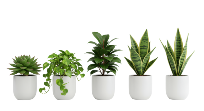 Vibrant Echeveria, golden pothos, ficus 'Robusta', and snake plants with detailed leaves in identical white ceramic pots, perfectly aligned on a transparent background with diffused studio
