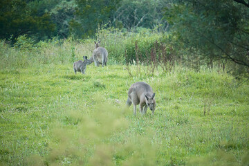 Eastern grey kangaroos in its natural forest environment in Australia.