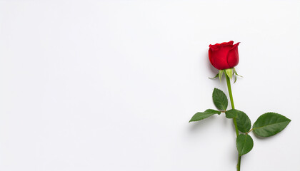 Obraz premium A red rose flower on isolated white background.