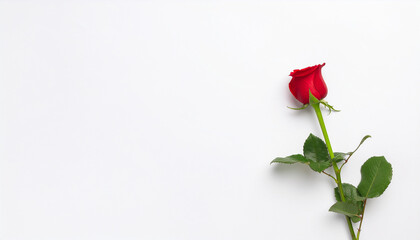 Obraz premium A red rose flower on isolated white background.