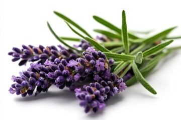 Obraz premium Lavender blooming scene in a serene garden nature photography outdoor environment close-up view tranquility and beauty