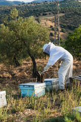 Beekeeper working with beehives in countryside