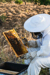 Beekeeper removing honeycomb frame from beehive in apiary