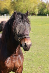 Horse with a black mane and a black mask on its face