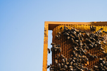 Bees working on honeycomb frame against blue sky