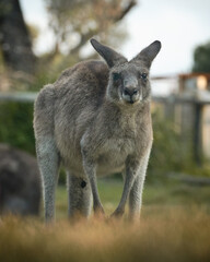 close-up portrait of an eastern grey kangaroo in its natural forest environment in australia. captured in golden light, showing detail and expression.
