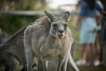 close-up portrait of an eastern grey kangaroo in its natural forest environment in australia....