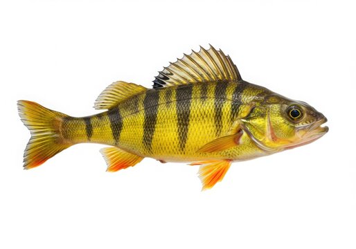 A detailed studio shot of a yellow perch fish isolated on white background