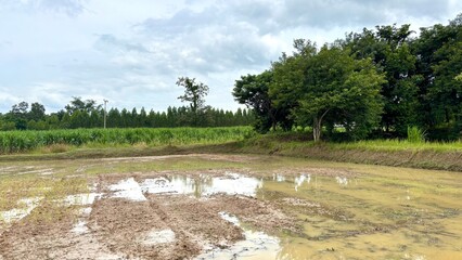 rice field, paddy, rice, muddy farmland farming agriculture cultivation planting season fields rainwater background bg lake in the park 