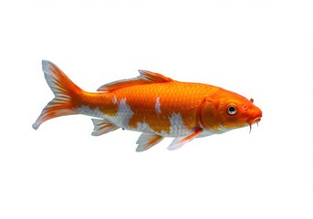 Fototapeta premium Vibrant orange and white koi fish swimming gracefully isolated on white background