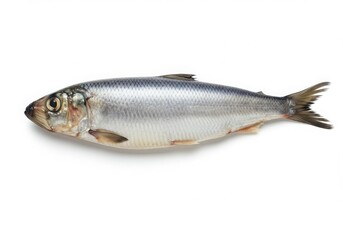 Fototapeta premium A single fresh herring fish with detailed scales and fins isolated on white background