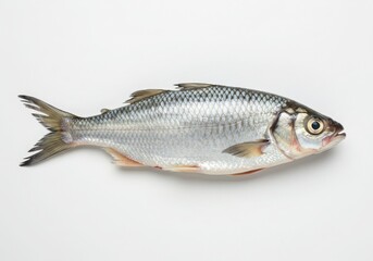 Fototapeta premium A single fresh silver fish with detailed scales and fins isolated on white background