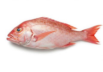 A single fresh red snapper fish with vibrant scales and fins isolated on white background