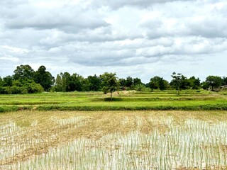 field of wheat farming A beautiful and lush green rice field in the harvest season, with tall rice plants and a vast landscape. Agriculture harvest countryside farmer