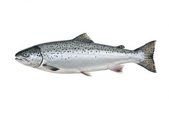 Fototapeta premium A detailed illustration of a healthy atlantic salmon isolated on white background