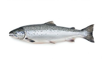 Obraz premium A whole raw salmon fish with silver scales and dark spots isolated on white background