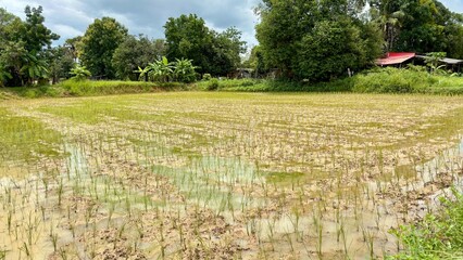 field of wheat farming A beautiful and lush green rice field in the harvest season, with tall rice...
