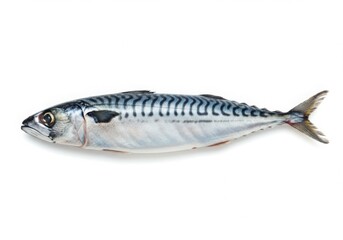 Naklejka premium A single fresh atlantic mackerel fish with distinctive wavy stripes isolated on white background