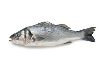 Fototapeta premium A single fresh european sea bass with detailed scales isolated on white background