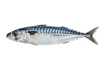 Naklejka premium A whole atlantic mackerel fish showing its distinctive wavy markings isolated on white background