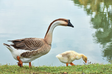 Adult Canada Goose with goslings eating in green grass. Canada geese frequently establish breeding colonies in urban and cultivated areas, which provide food and few natural predators