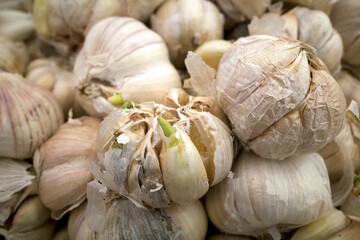 Close up of fresh garlic, Allium sativum, on supermarket