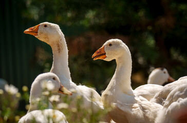 White domestic geese standing in green field with wildflowers