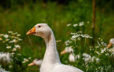 White domestic geese standing in green field with wildflowers