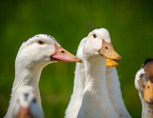 White domestic geese standing in green field with wildflowers