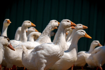 Flock of domestic ducks standing together on sunny farm