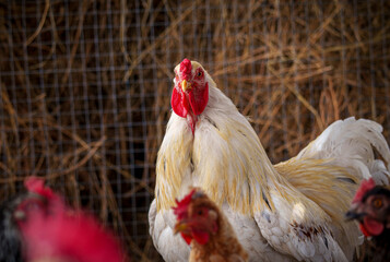 Close-up of white rooster with red comb in farm coop