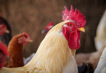 Close-up of white rooster with red comb in farm coop