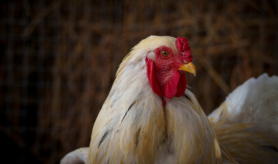 Close-up of white rooster with red comb in farm coop