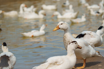 Flock of domestic ducks swimming and standing in farm pond