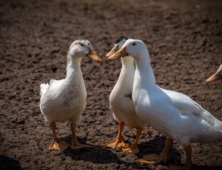 Group of white domestic ducks standing on dry farm soil