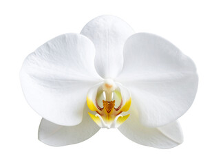 Single White Orchid Flower, Front View Close-Up, Isolated on Transparent Background