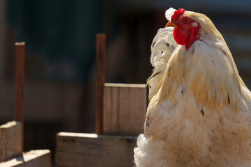 Close-up of white rooster with red comb in farm coop