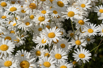Blooming white daisies with yellow centers in summer meadow