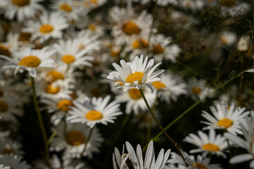 Fototapeta premium Blooming white daisies with yellow centers in summer meadow