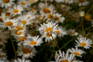 Obraz premium Blooming white daisies with yellow centers in summer meadow