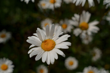 Obraz premium Blooming white daisies with yellow centers in summer meadow