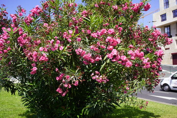 The oleander (Nerium oleander), also known as rose laurel, is the only species of its genus and...